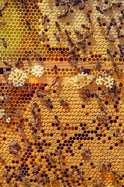 놀라운 꿀효능10가지와 꿀 부작용 10가지 확인하세요. 1
