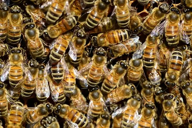 놀라운 꿀효능10가지와 꿀 부작용 10가지 확인하세요. 10