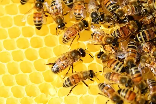 놀라운 꿀효능10가지와 꿀 부작용 10가지 확인하세요. 11